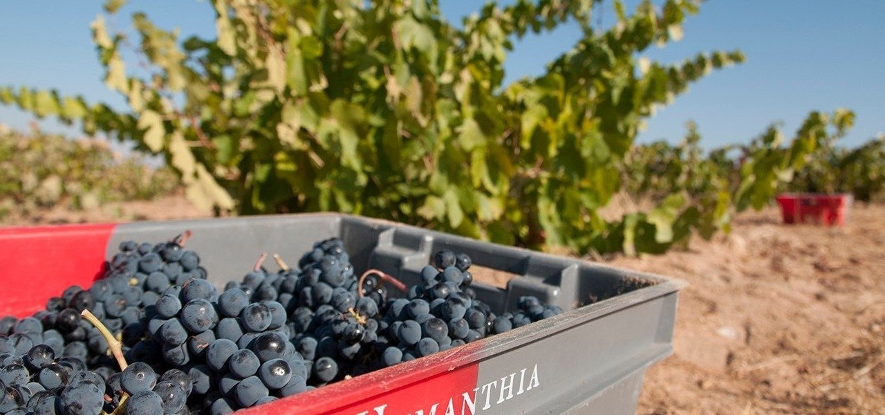 Grape selection in the vineyard